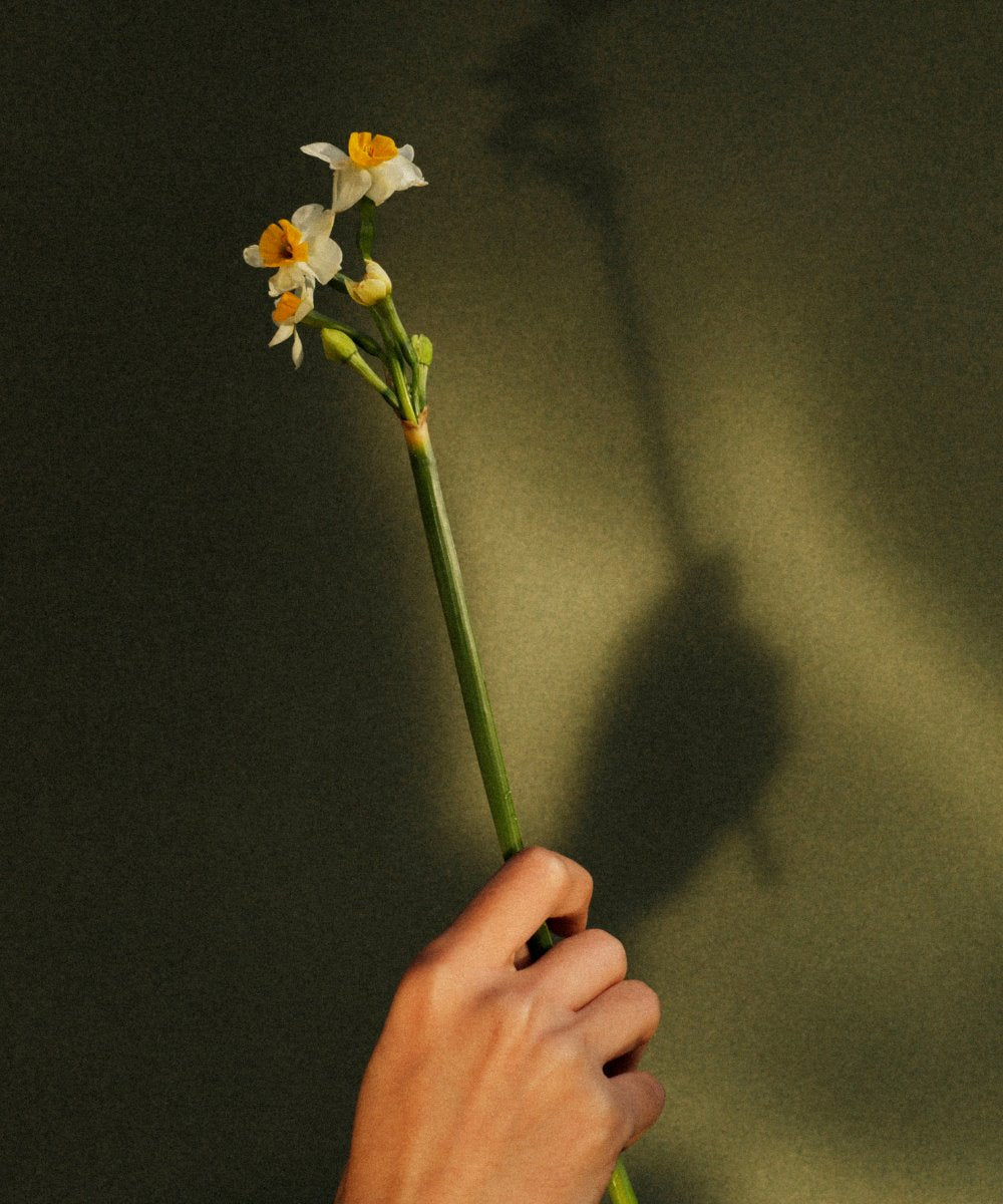 Dastaangoi Daffodils of Kashmir Scented Candle