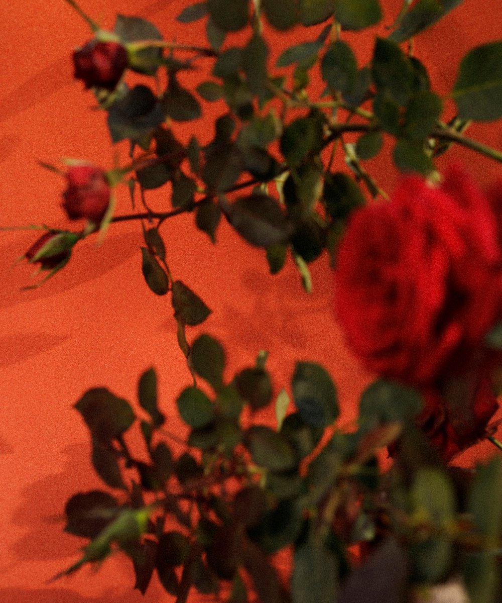 Dastaangoi Roses of the Mughal Empire Scented Candle